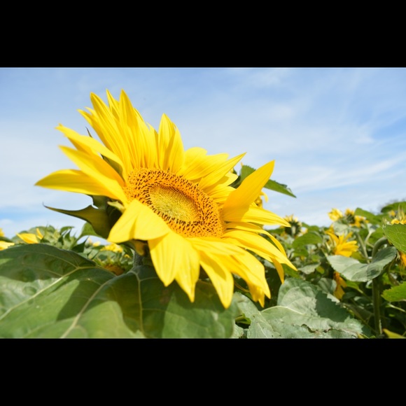 Meet your Posher, Stephanie - Picture 1 of 1